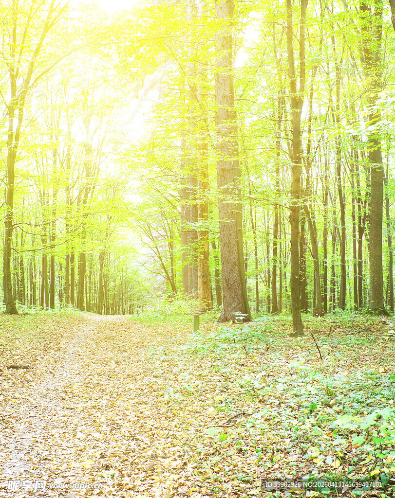 阳光洒落的静谧林间小道