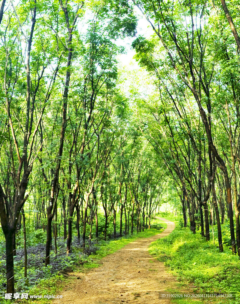 林间小道绿意盎然的美景