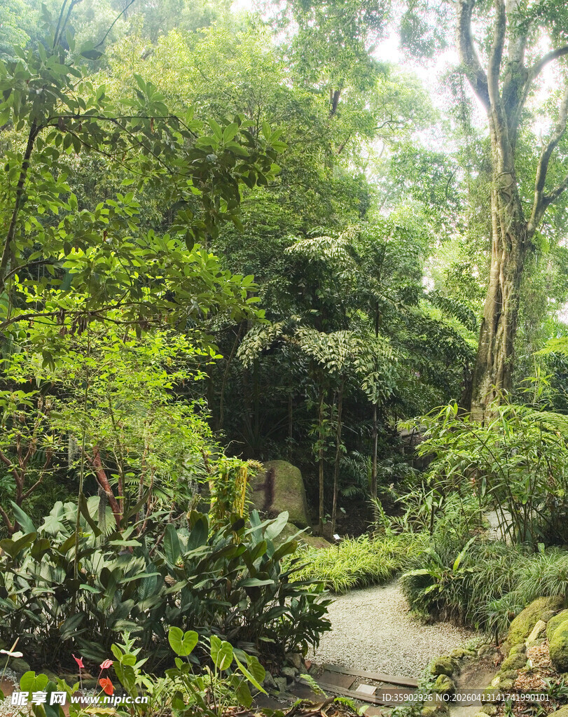 林间幽径绿意盎然的自然景