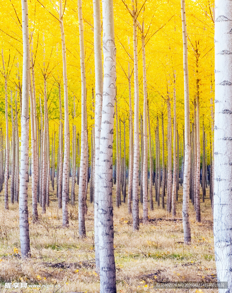 金秋白杨林美景