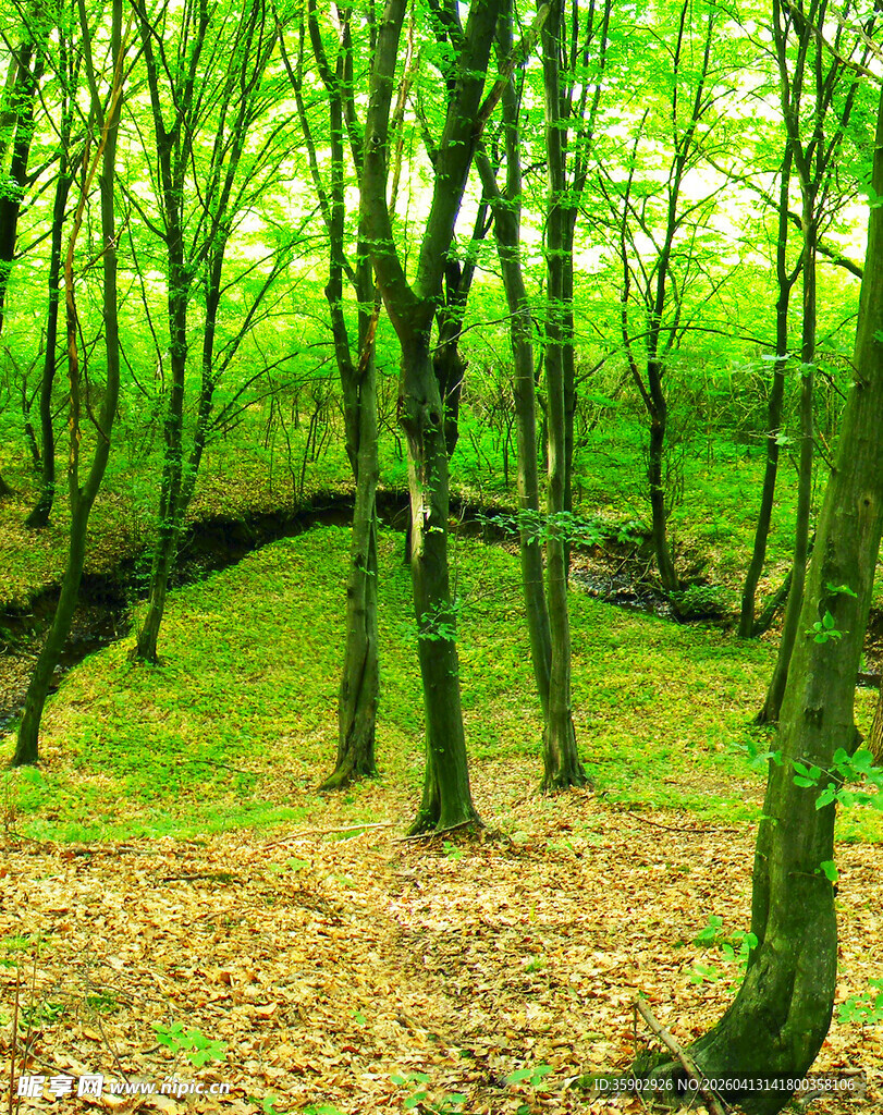 翠绿森林中的静谧自然景象