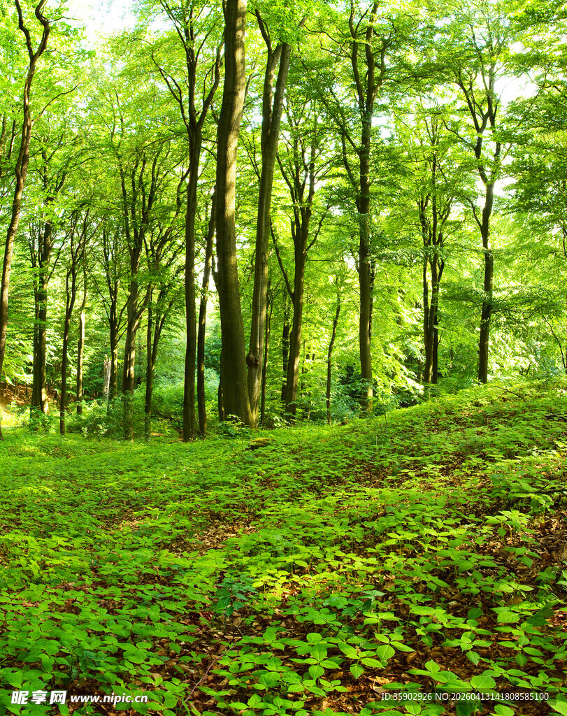 翠绿森林中的生机景象