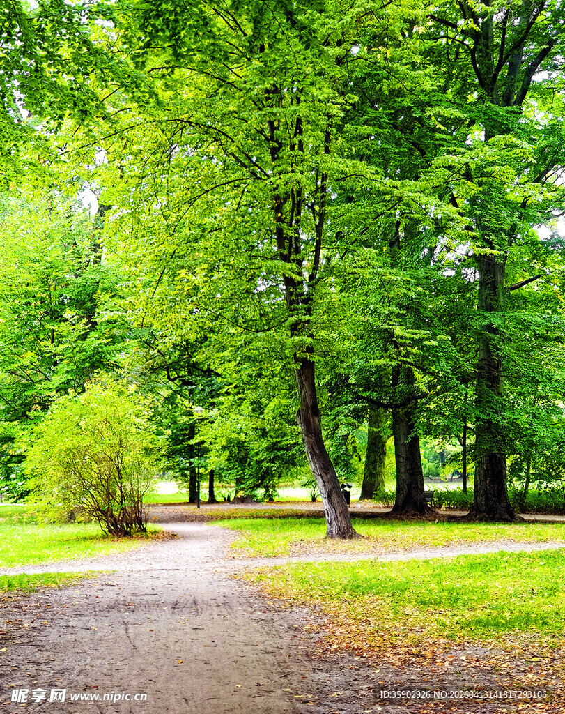 林间小径绿意盎然的公园