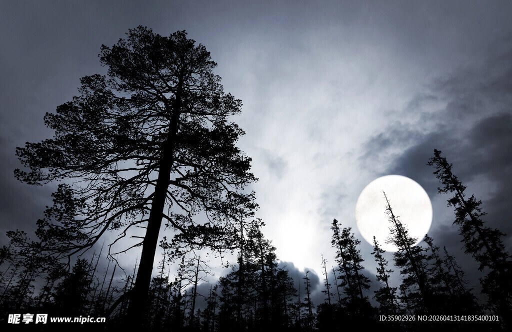 月夜下的挺拔松树