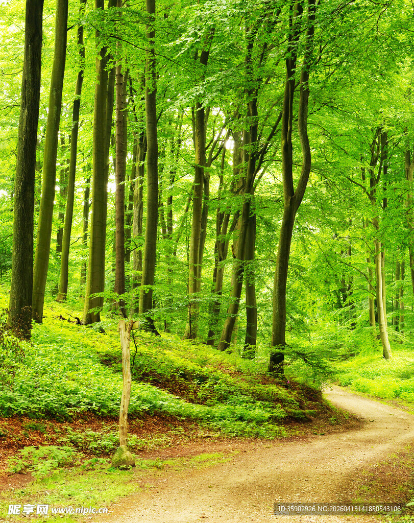 林间蜿蜒小路绿意盎然