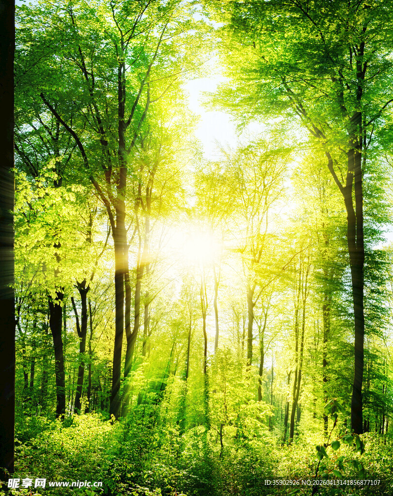 阳光穿透森林的绿意美景