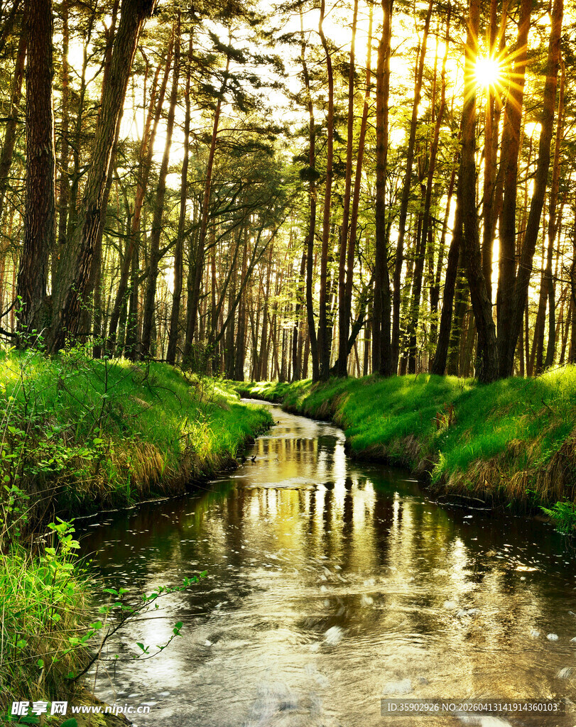 林间溪流沐于金色阳光