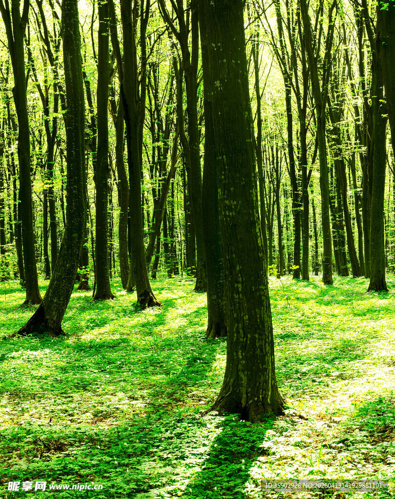 阳光洒落的静谧森林