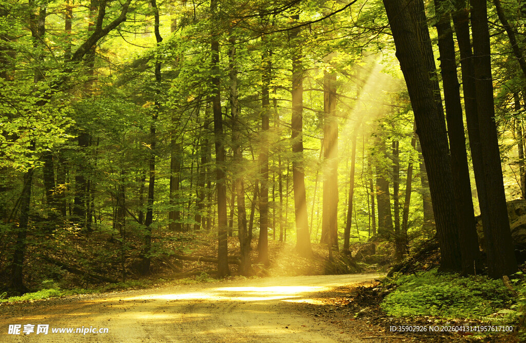 阳光洒落林间的静谧小路