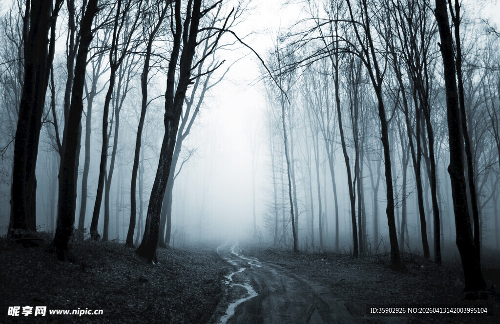 迷雾森林中的幽静小径