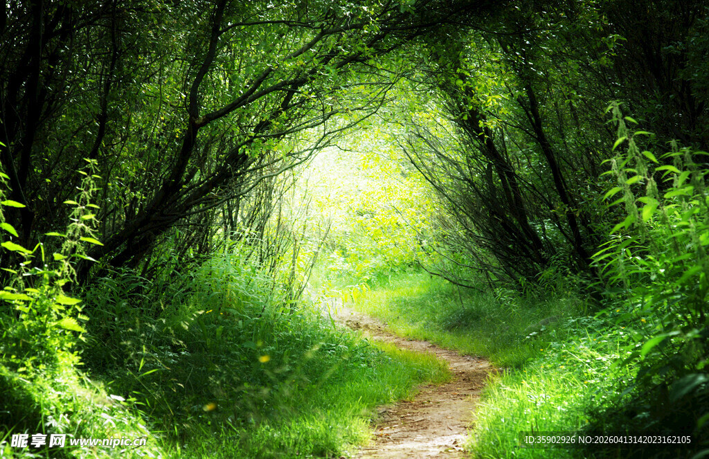 林间幽径绿意盎然的通道