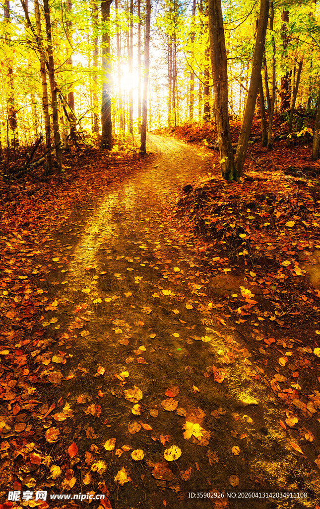 秋日林间小道阳光洒落