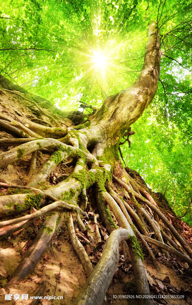 阳光照耀下的盘根错节