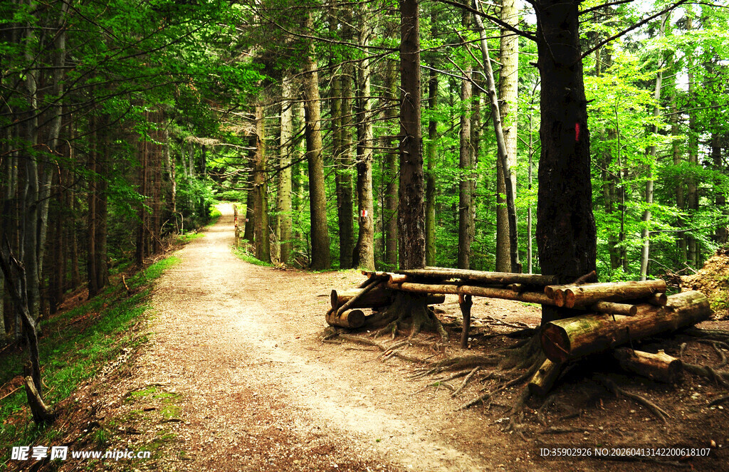 林间小径与休憩木凳