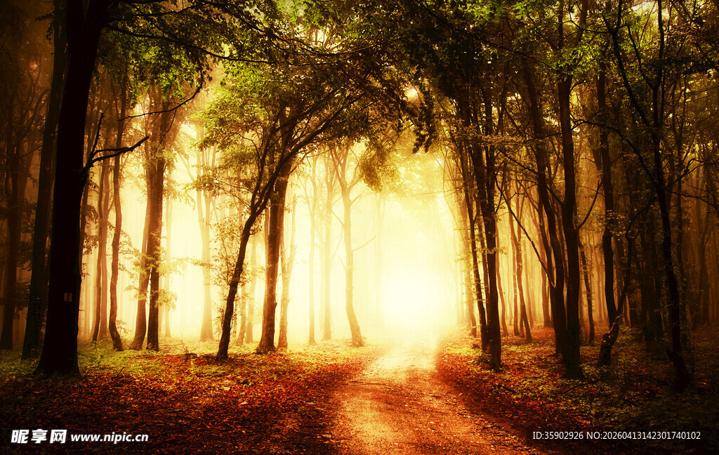 阳光穿透树林的静谧美景