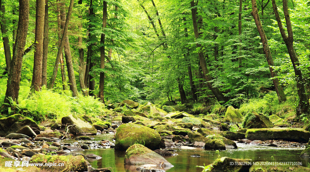 林间溪流绿意盎然的自然景
