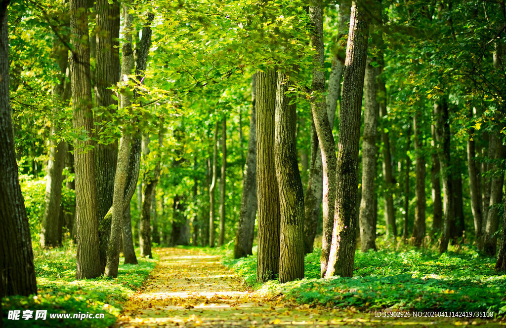 林间幽径绿意盎然的森林