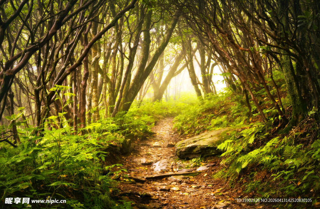 林间幽径阳光洒落的秘境