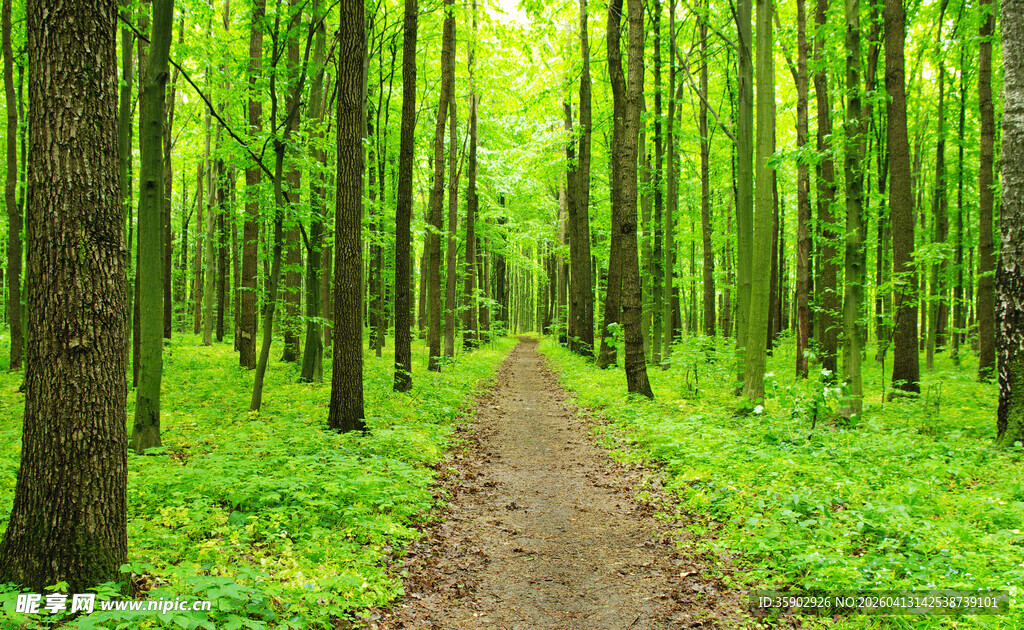 林间幽径绿意盎然的森林