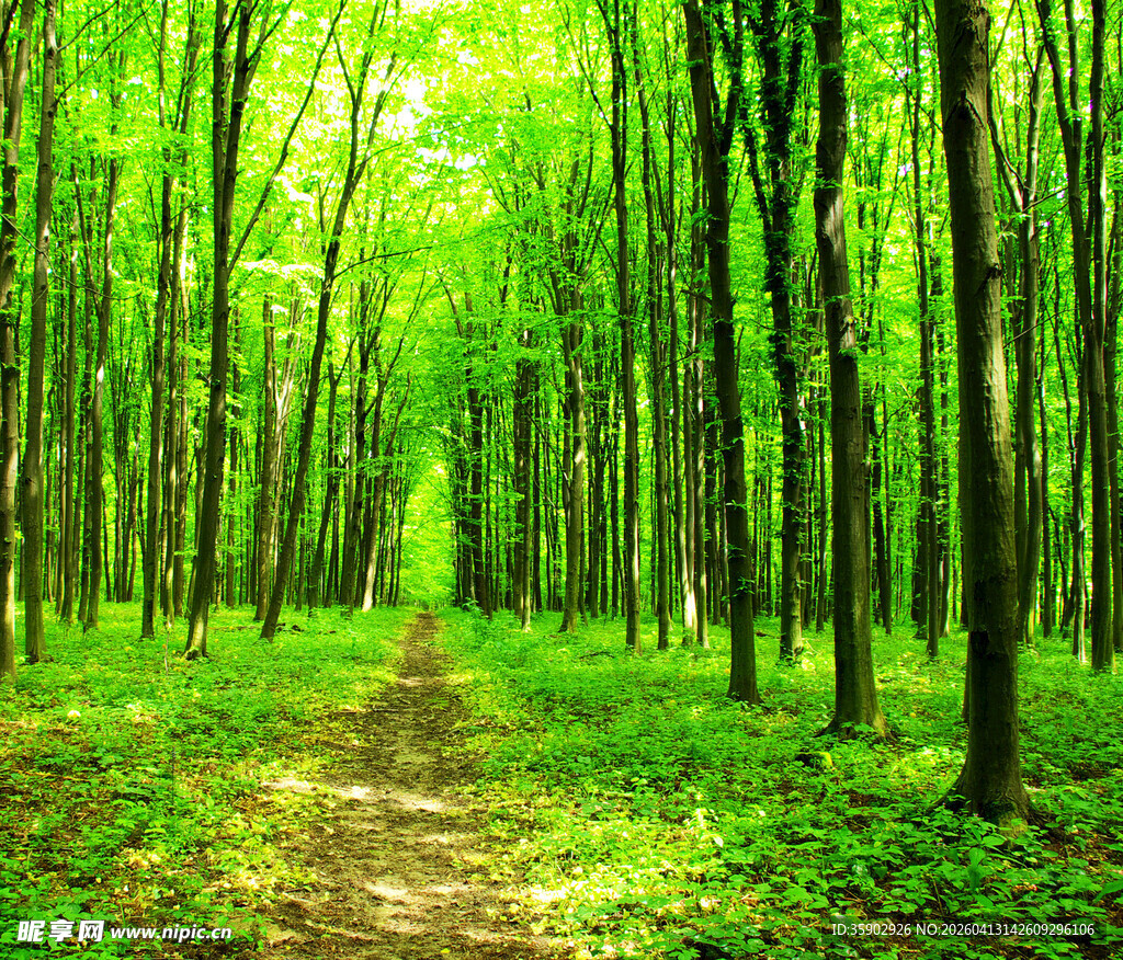 林间幽径绿意盎然的森林
