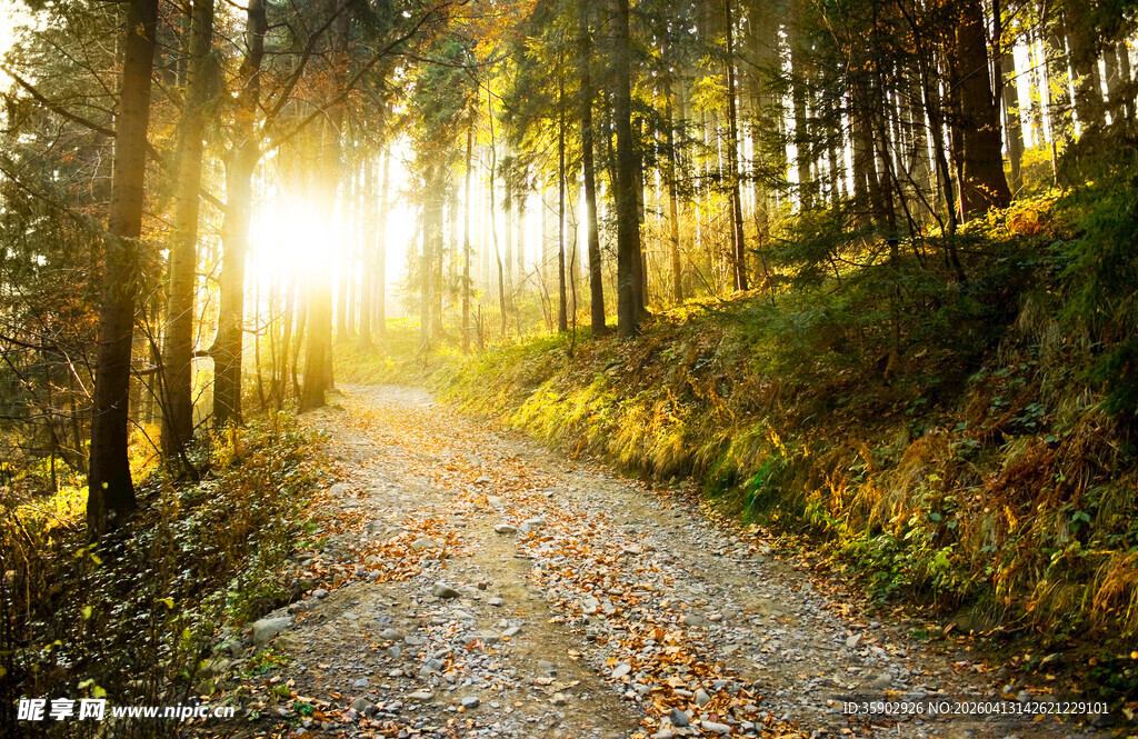 林间阳光小道静谧美好