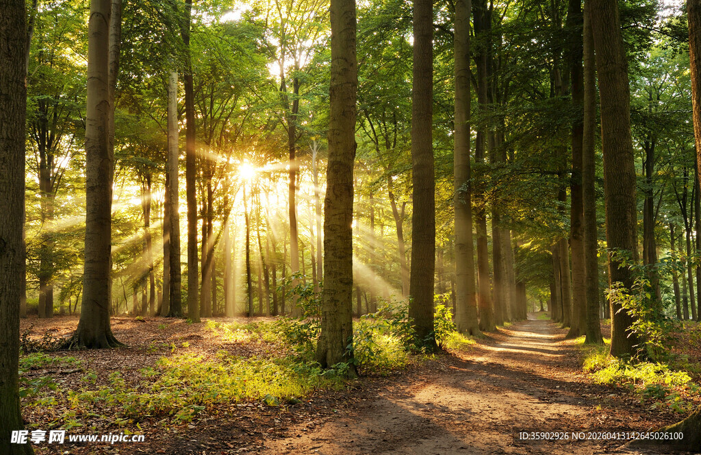 林间晨光静谧森林美景