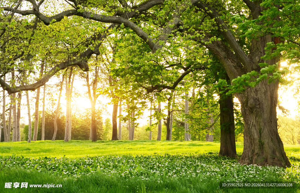 阳光洒落的静谧林间草地
