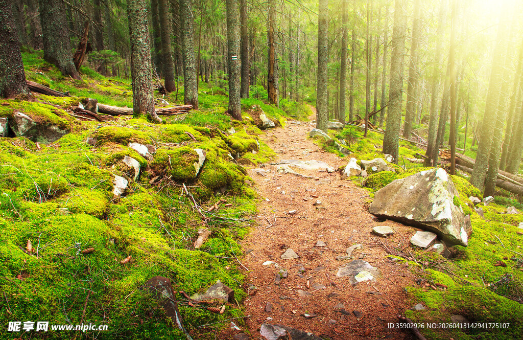 林间小径阳光洒落绿意浓
