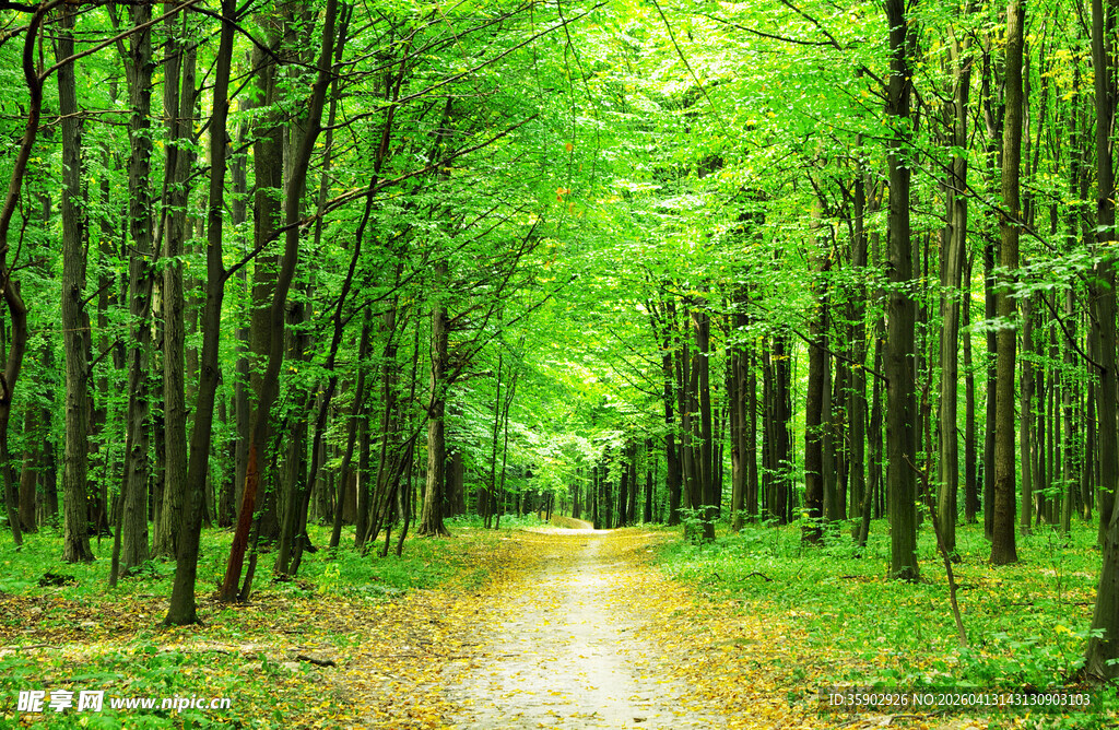 林间幽径绿意盎然的森林