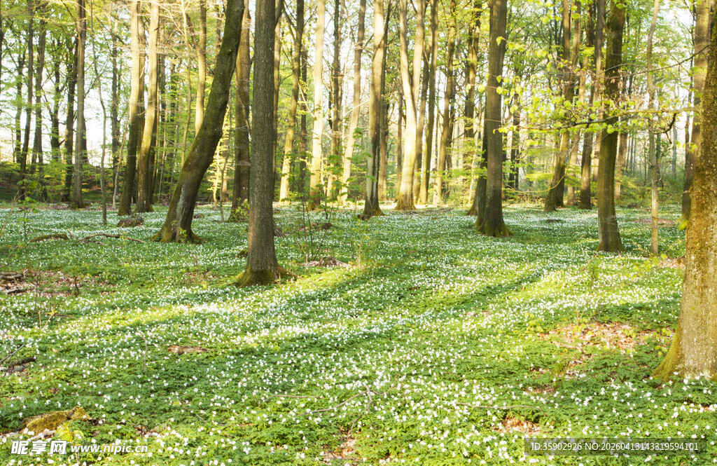 阳光洒落的静谧森林