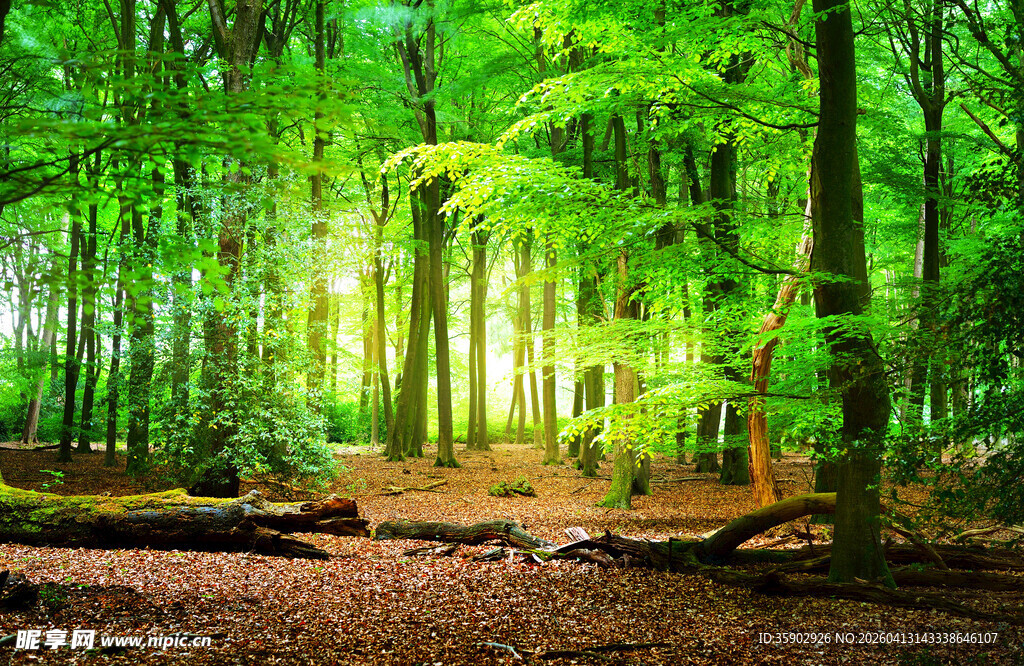 阳光洒落的翠绿森林