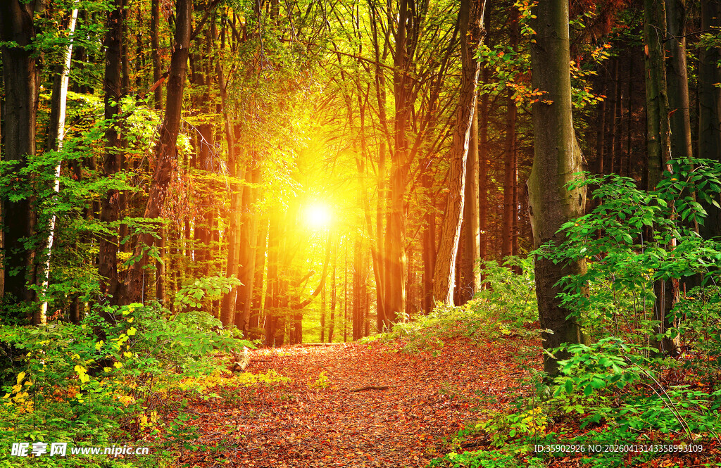 林间阳光洒落的静谧小径