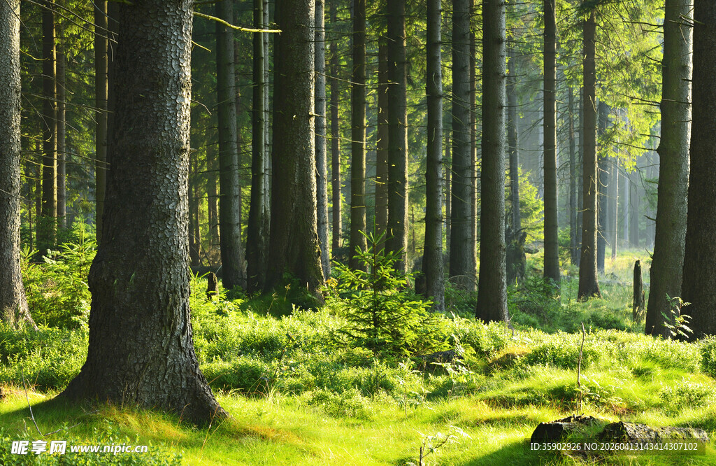 阳光洒落的静谧森林