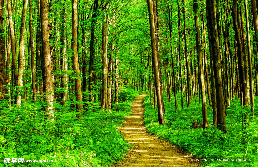 林间幽径绿意盎然的森林