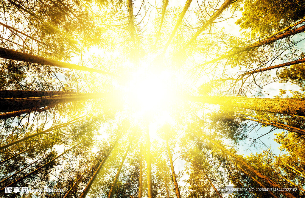 阳光穿透树林的绚丽景象