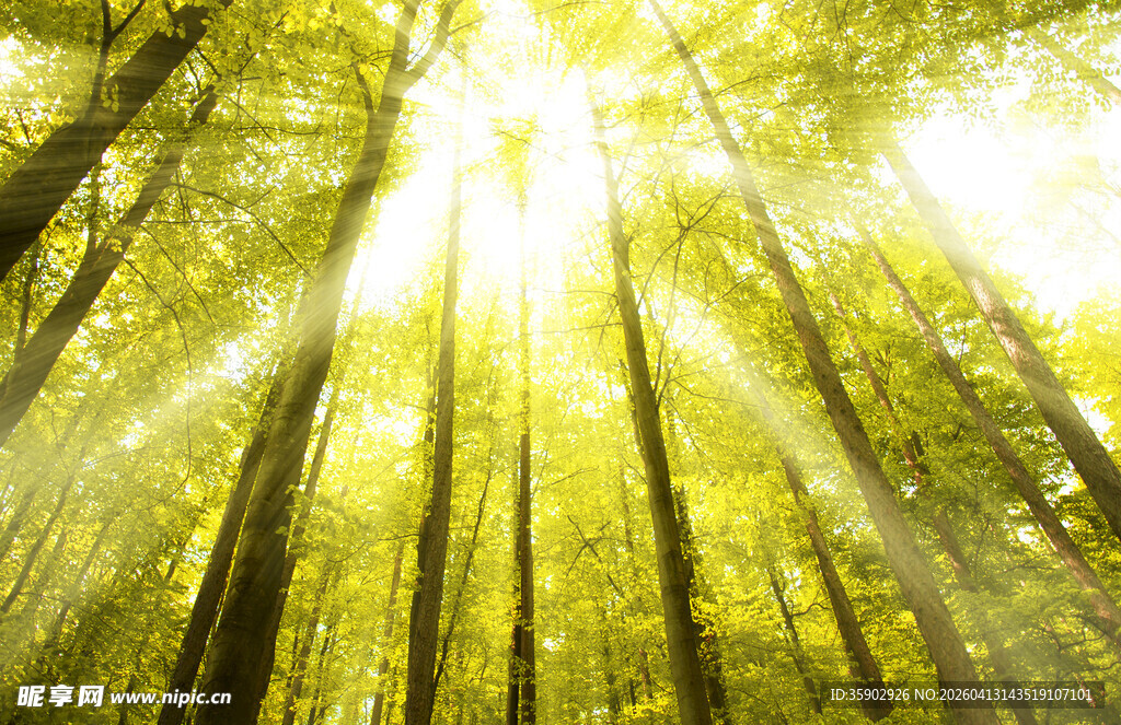 阳光洒落的静谧森林