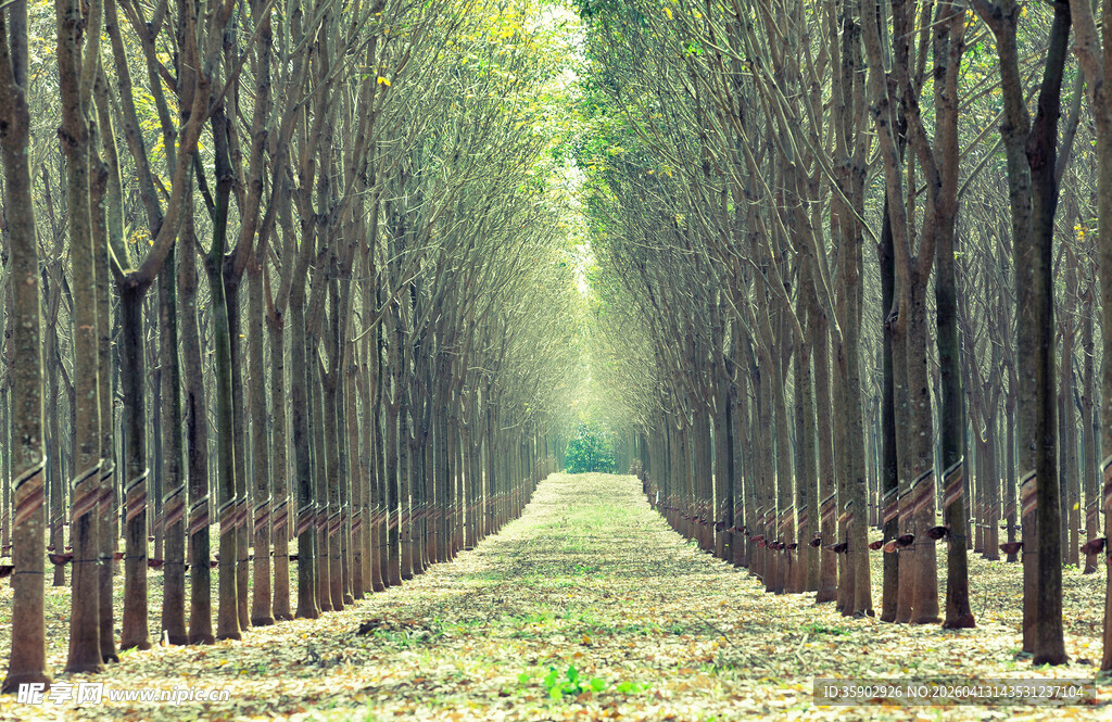 林间幽径静谧树木之景
