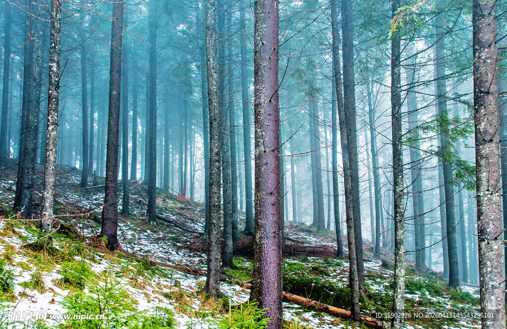 迷雾森林中的静谧树木