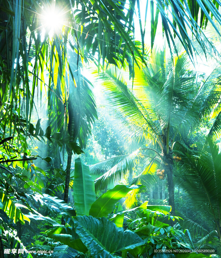 阳光洒落的热带雨林景观