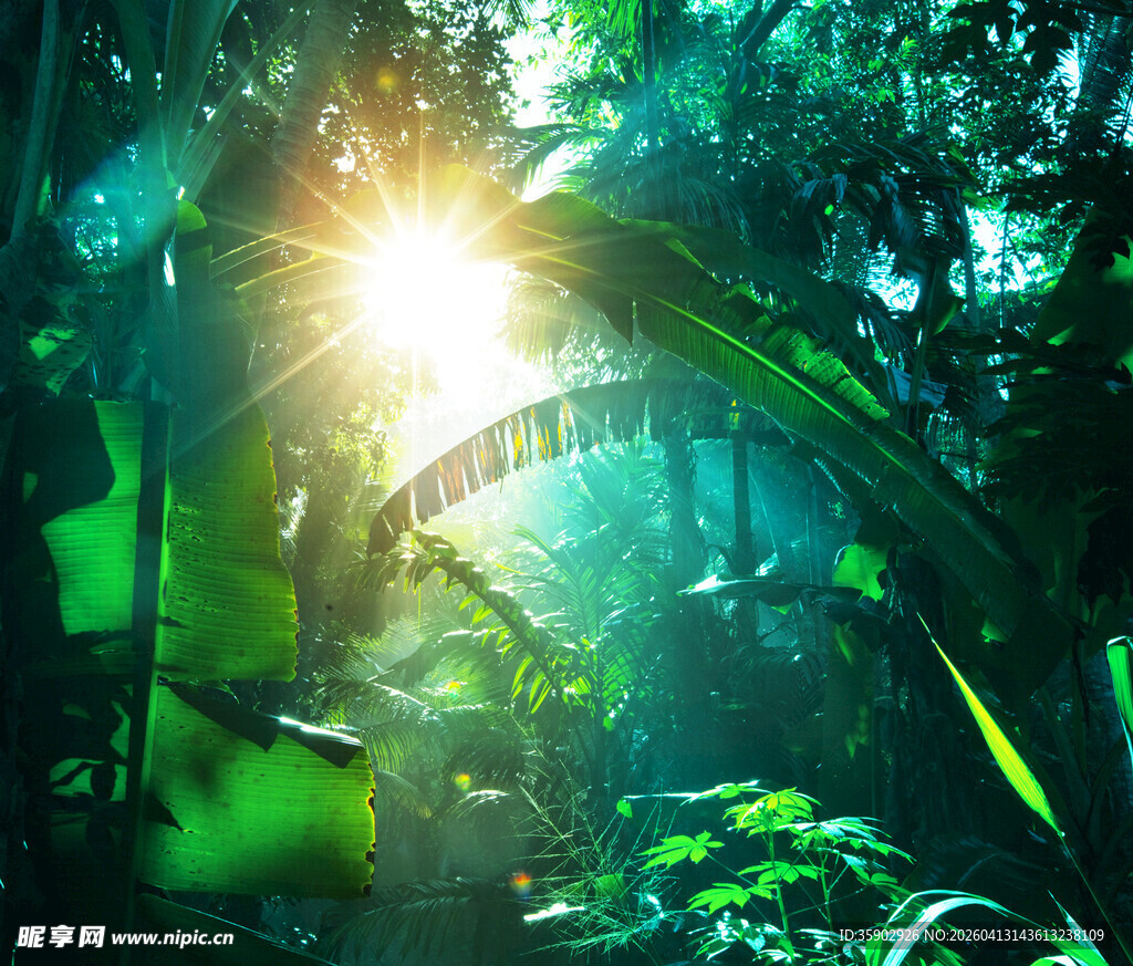 阳光穿透丛林的奇幻景象