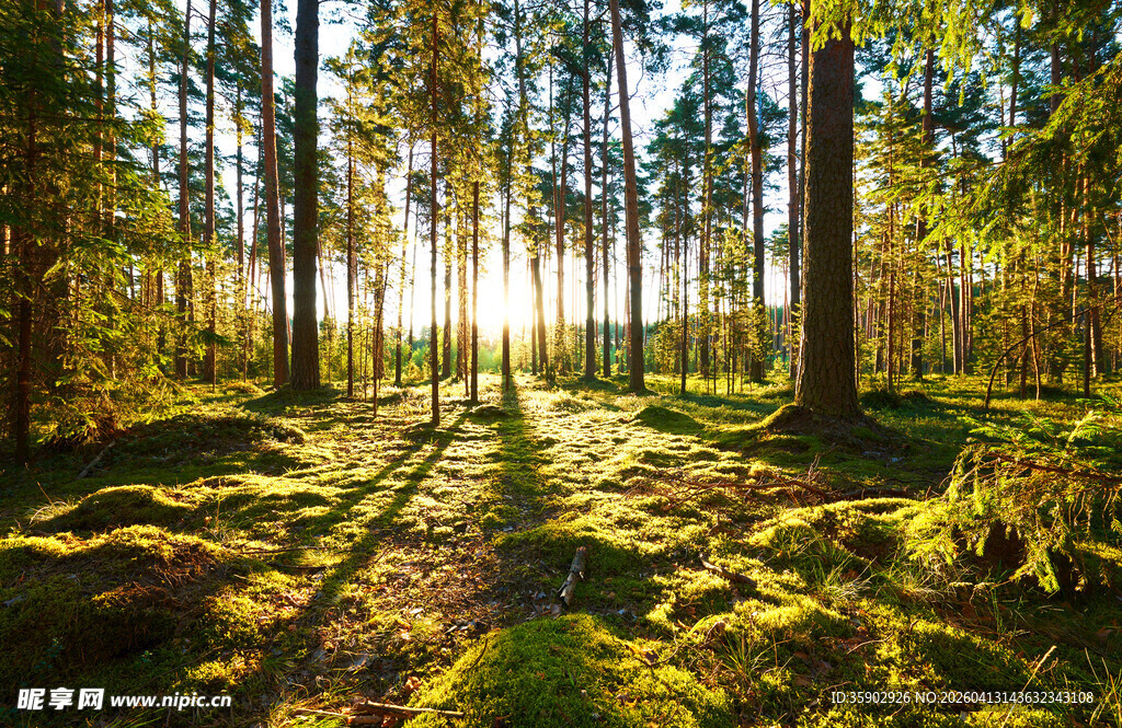 阳光洒落的静谧森林