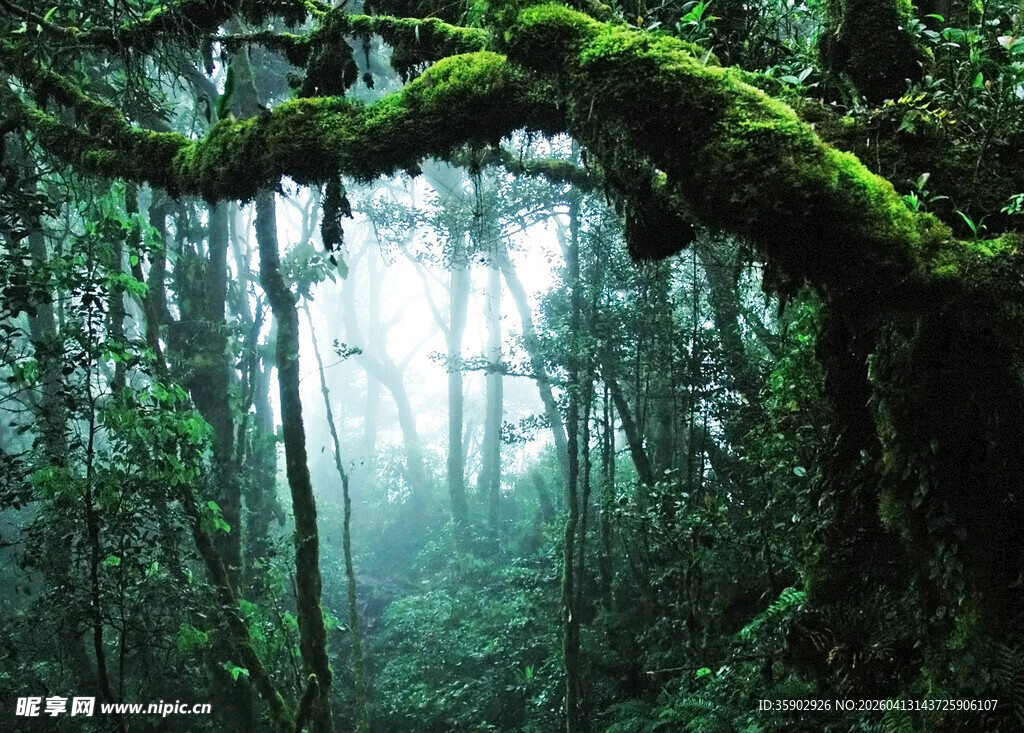 迷雾森林中的翠绿藤蔓