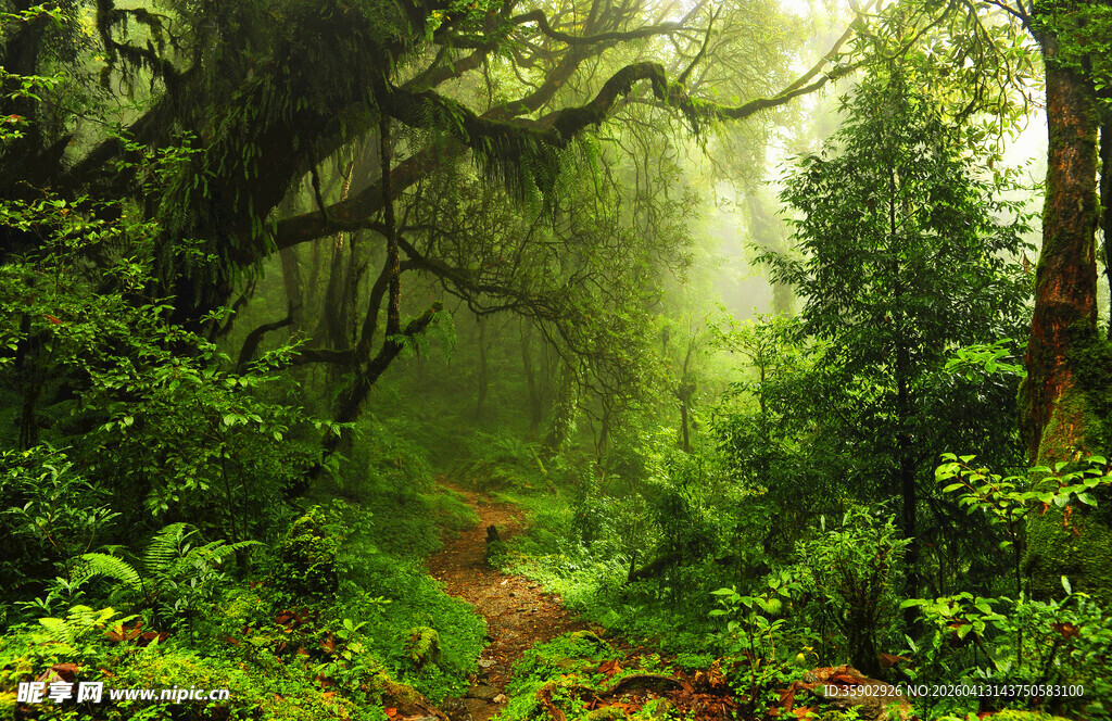 迷雾中的森林小径
