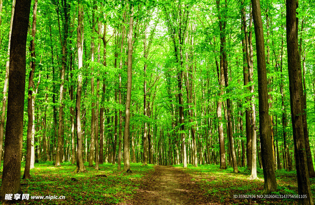 林间幽径绿意盎然的森林