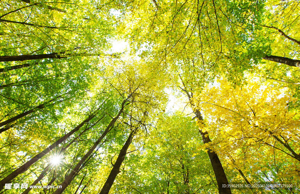 阳光洒落的茂密森林