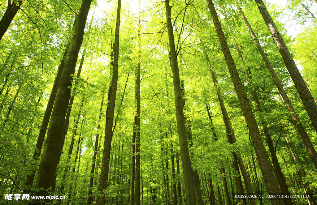 翠绿竹林阳光洒落美景
