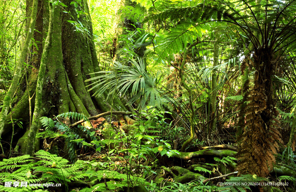 茂密热带雨林绿意盎然