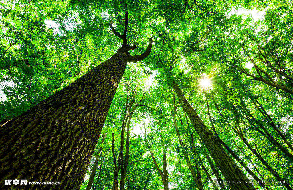 仰视茂密森林绿意盎然