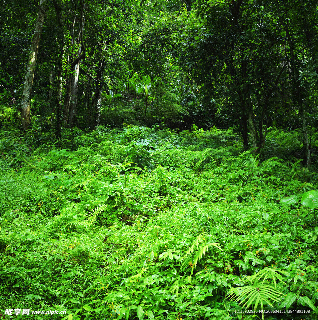 翠绿繁茂的森林植被景观