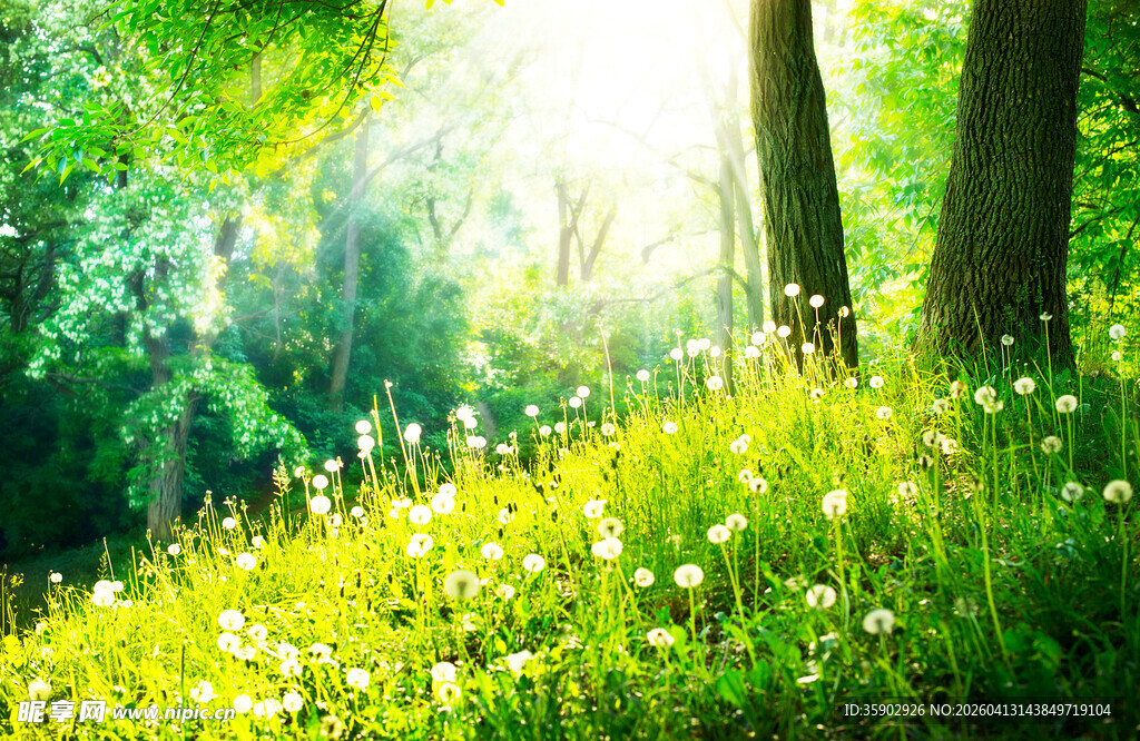 阳光照耀下的森林花草景